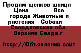 Продам щенков шпица › Цена ­ 20 000 - Все города Животные и растения » Собаки   . Свердловская обл.,Верхняя Салда г.